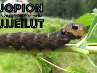 Kuopion Kujjeillut